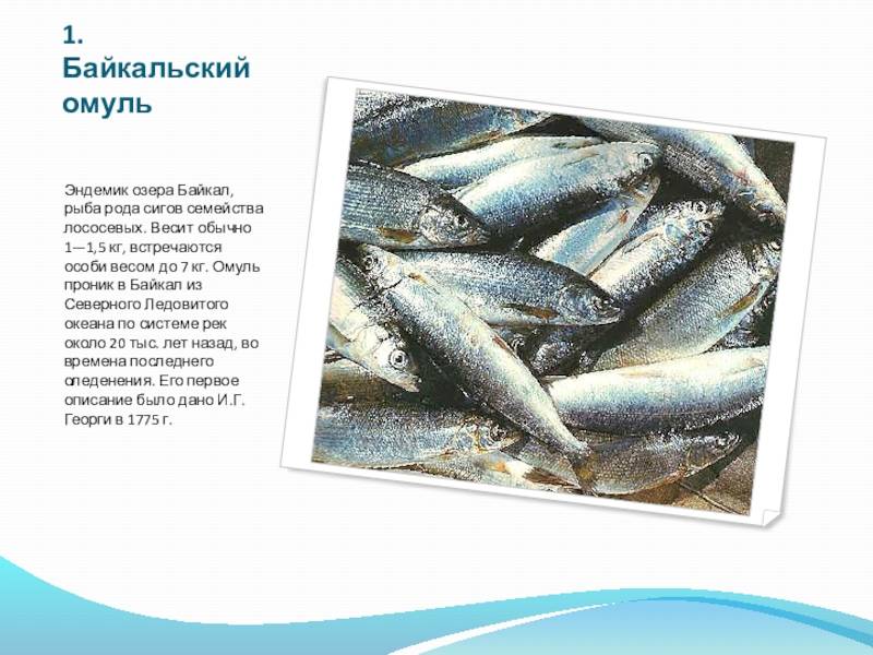 Омуль байкальский