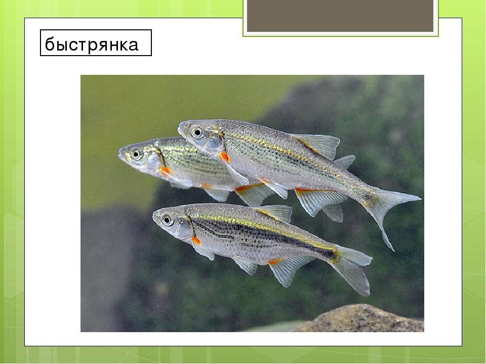 Быстрянка: описание рыбы с фото, где обитает, виды