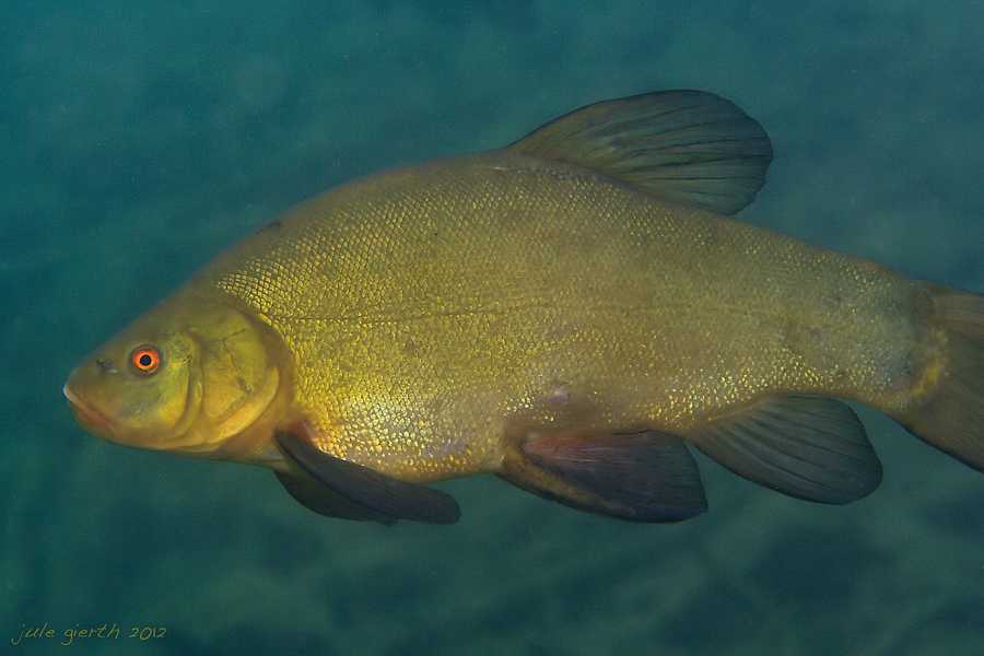 Рыба линь: ее описание с фотографиями и подробные характеристики