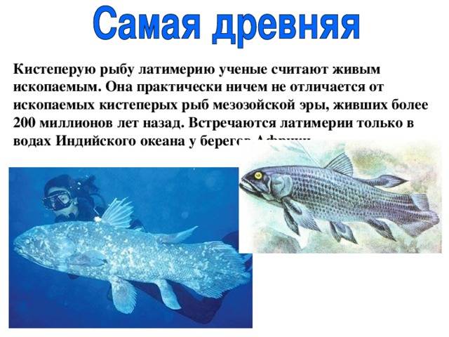 Рыба латимерия