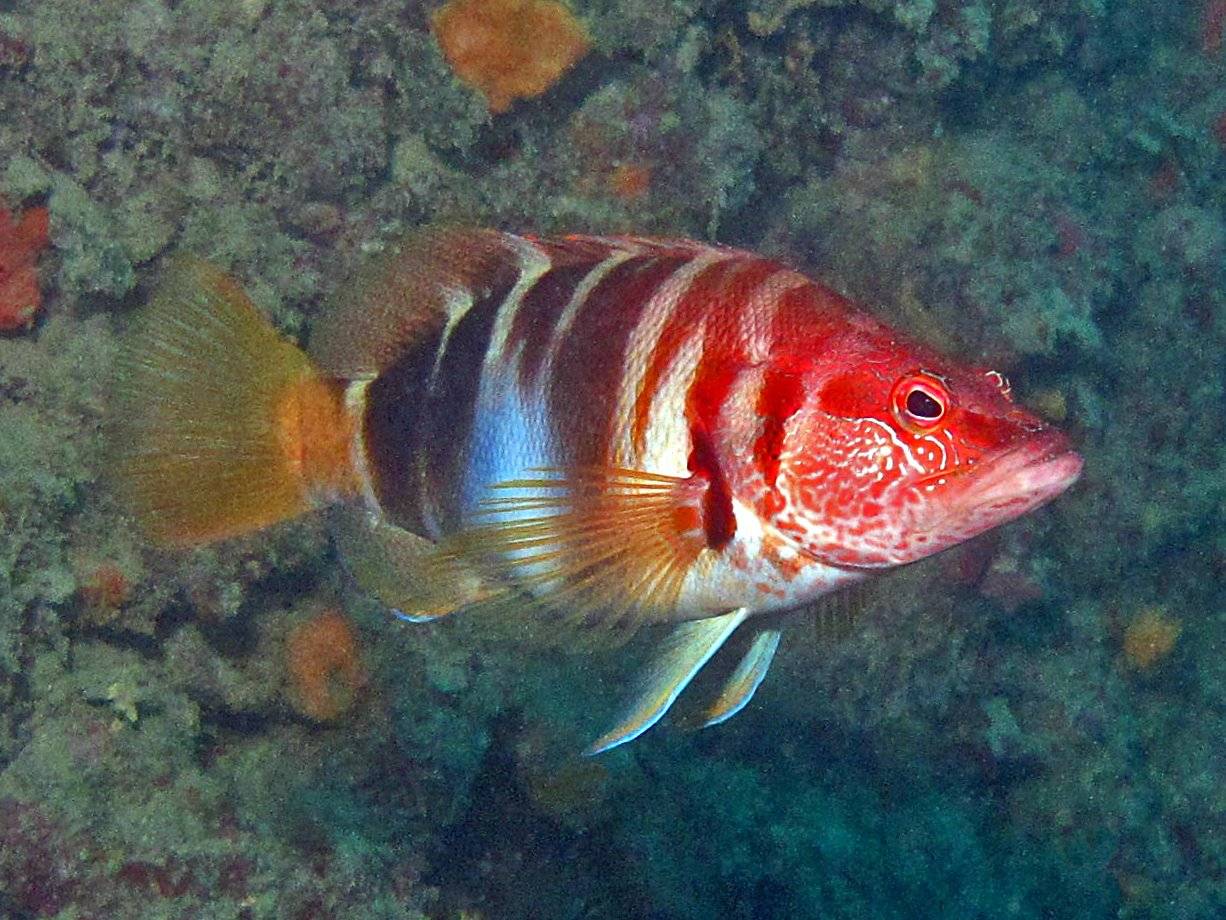 Рыба «каменный окунь-ханос» фото и описание