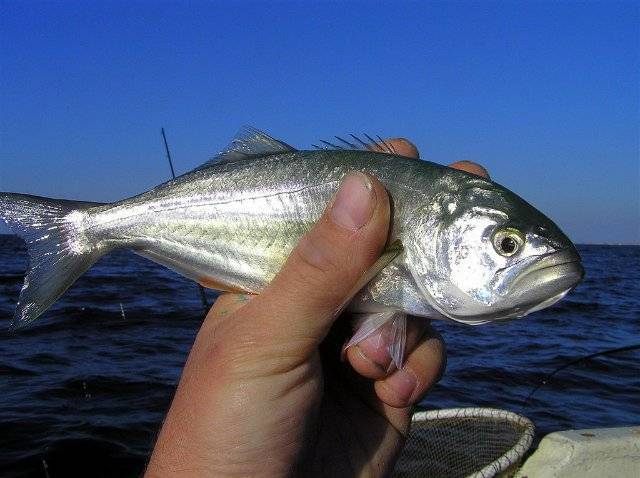 Рыбы фото и описание – каталог морских и пресноводных рыб 🎣 prorybu.ru