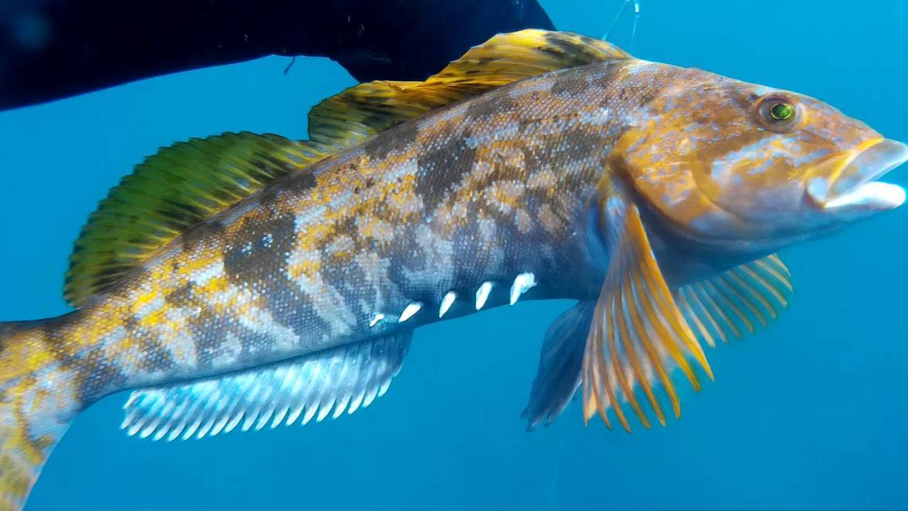 Терпуг — морская рыба: разновидности