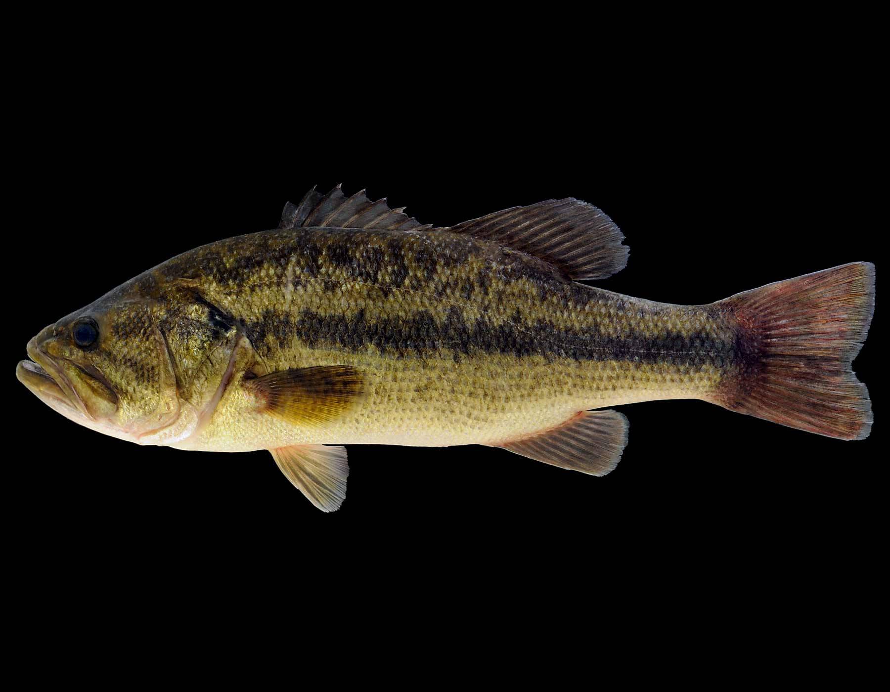 Тарпон атлантический фото и описание – каталог рыб, смотреть онлайн