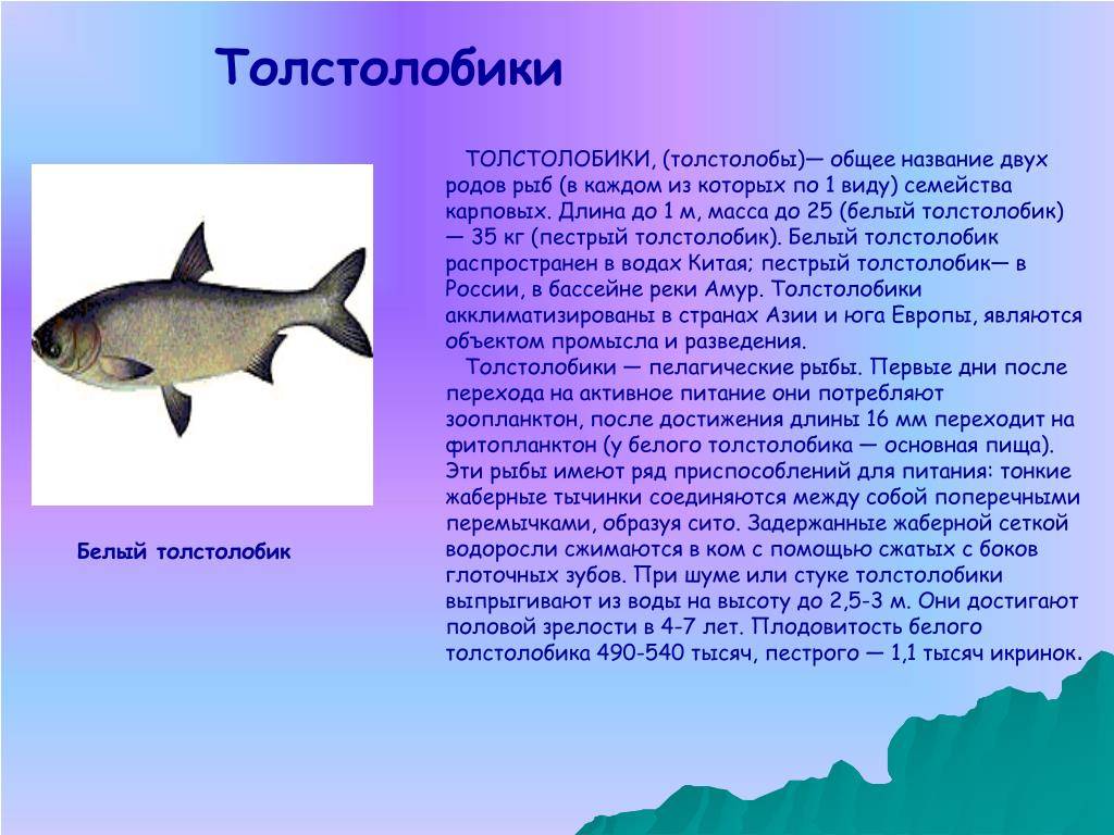 Рыба 🐟 толстолобик: фото и описание 👍. как выглядит белый и пестрый толстолобик, чем питается и где водится