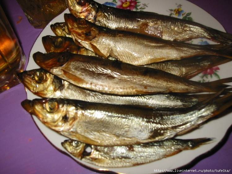 Способы ловли салаки