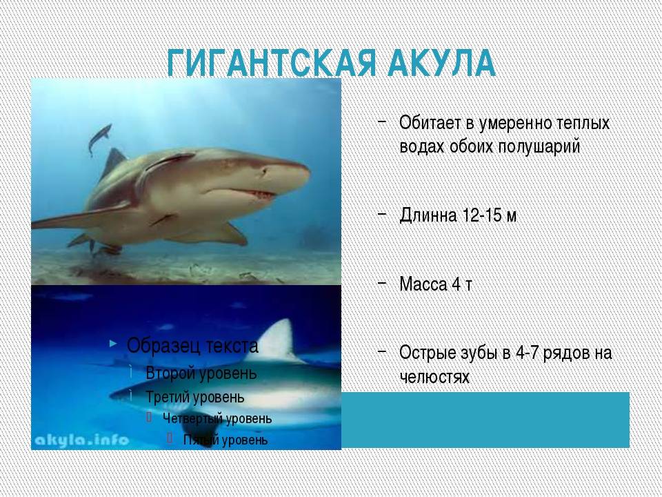 Шелковая акула | wild for life