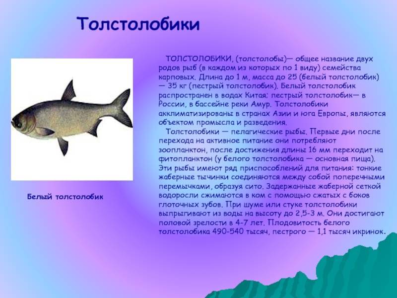 ✅ верхогляд - fishingopt.su