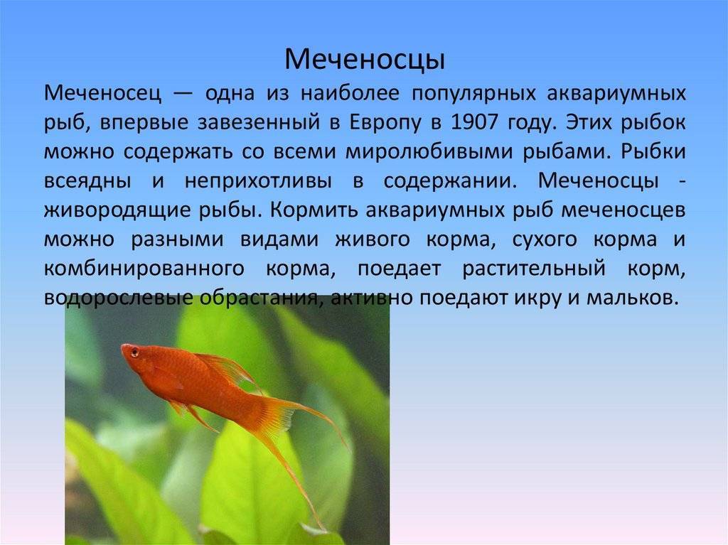 Меченосцы - - содержание, разведение, совместимость с другими