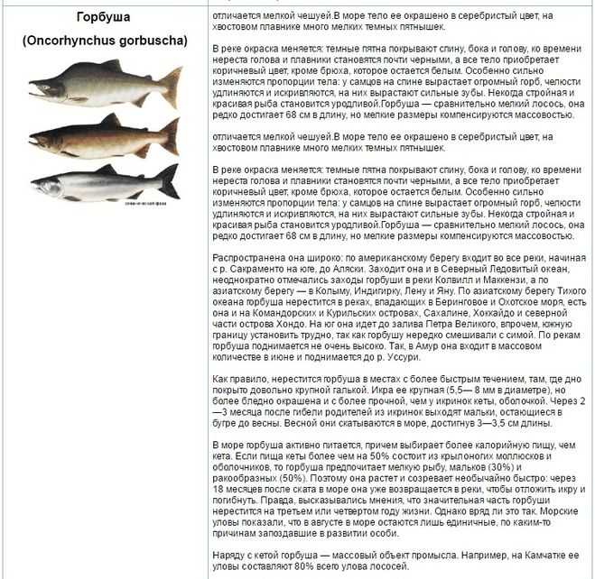 Кета: описание рыбы, виды, способы ловли и пищевая ценность