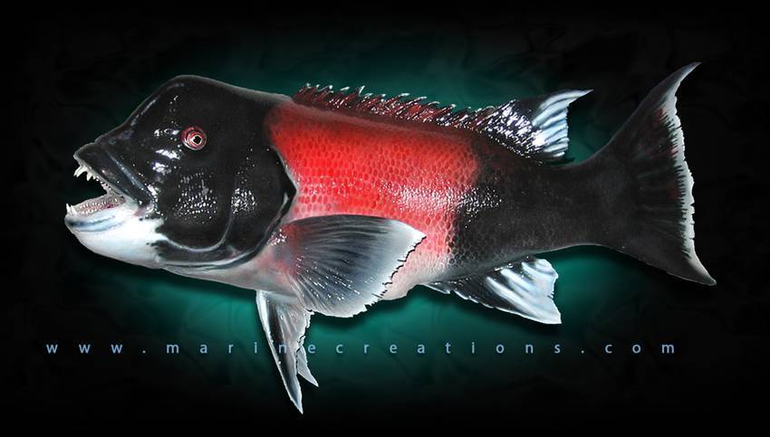 Рыба «басс прибрежный» фото и описание