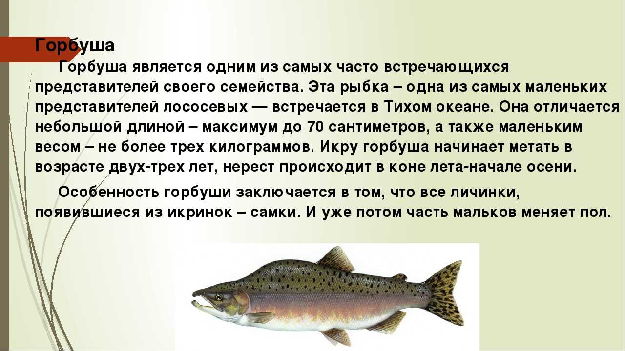 Рыба лобань: польза и вред, рецепты приготовления