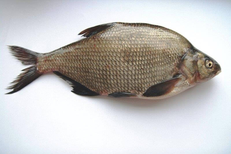 Язь амурский фото и описание – каталог рыб, смотреть онлайн