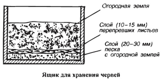 Разведение червей в домашних условиях как бизнес