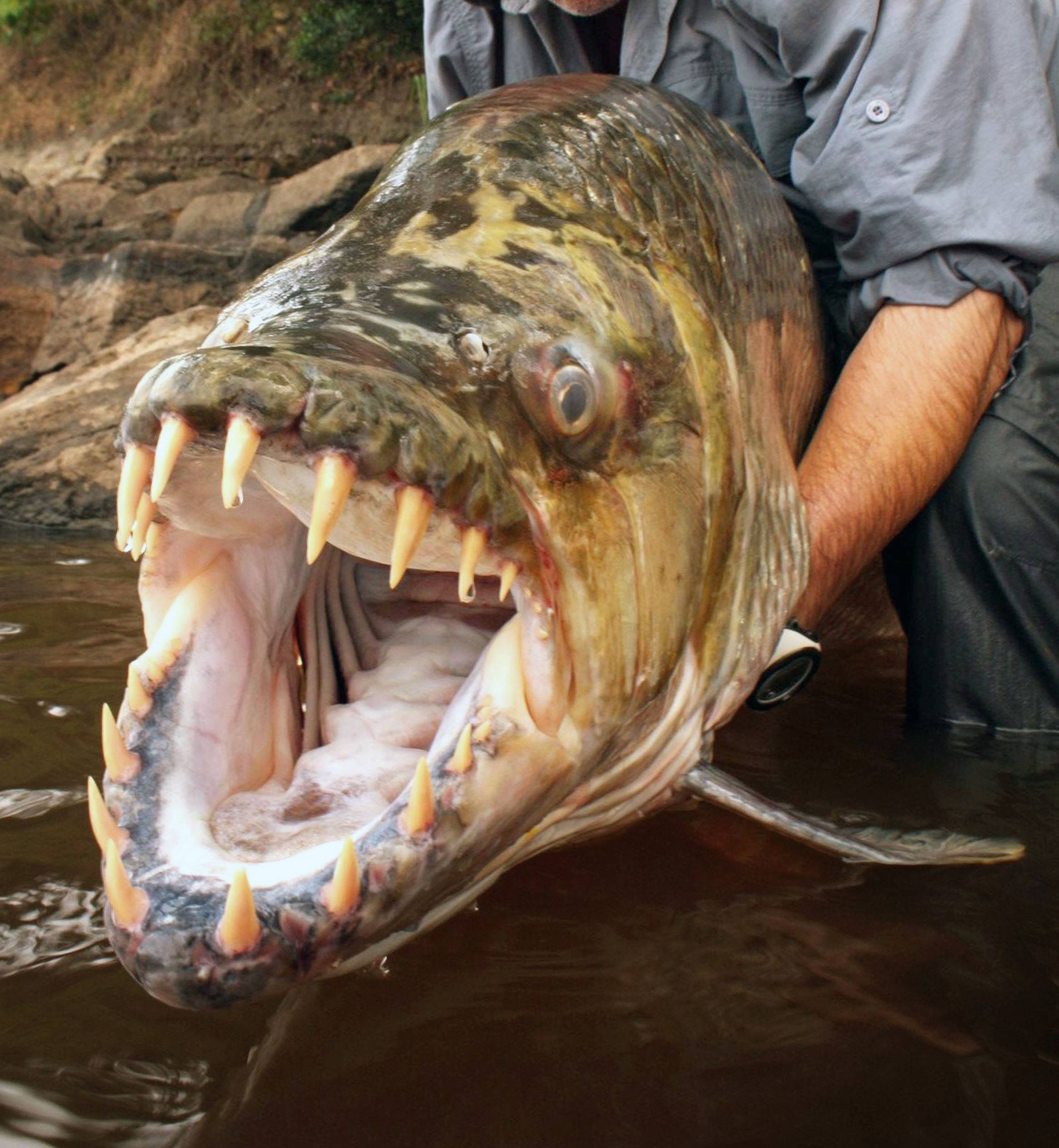 Речная рыба голиаф — гроза крокодилов