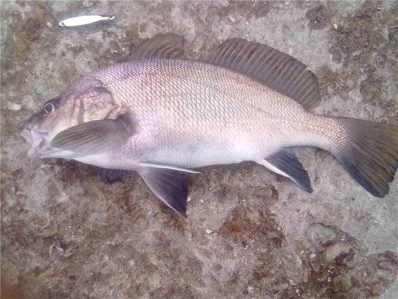 Рыба «горбыль серый» фото и описание