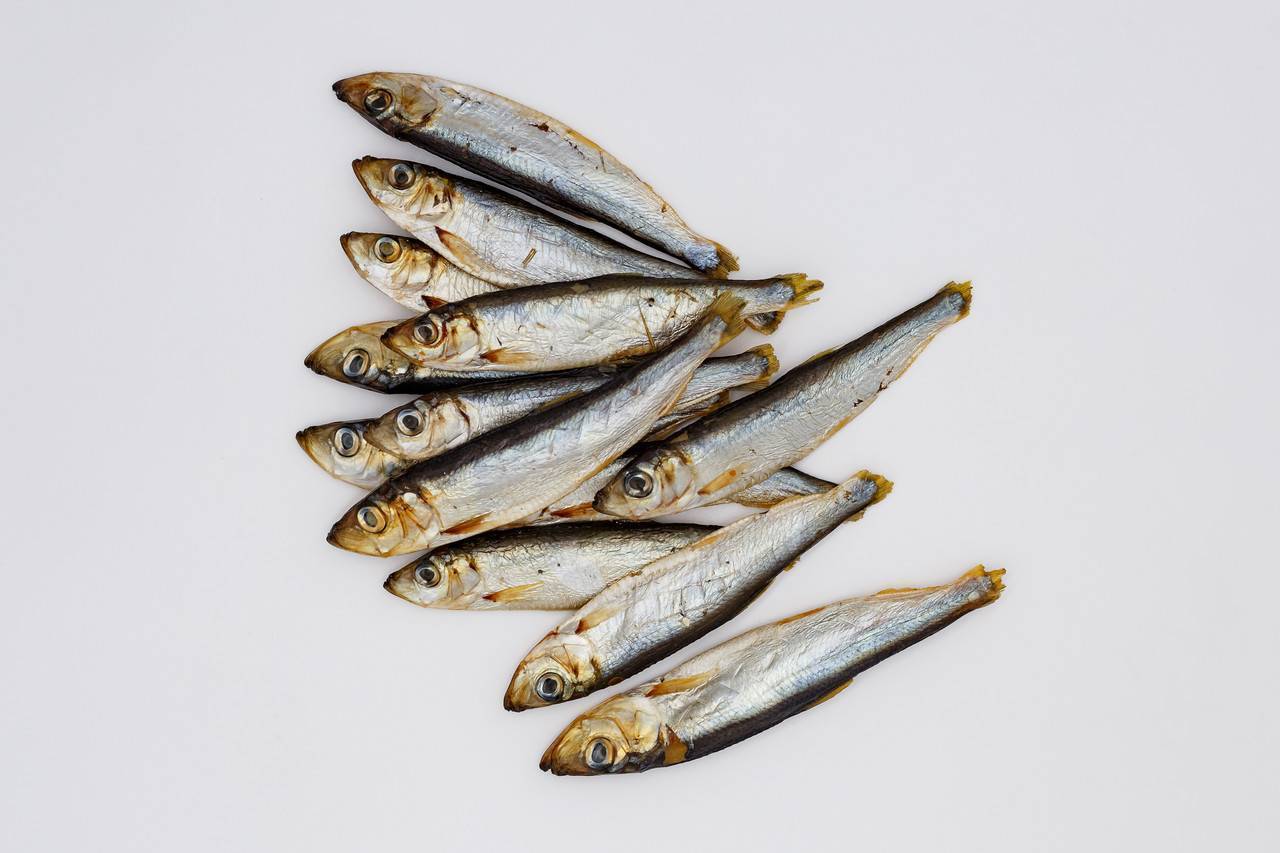 Что за рыба салака: описание, польза и вред, калорийность