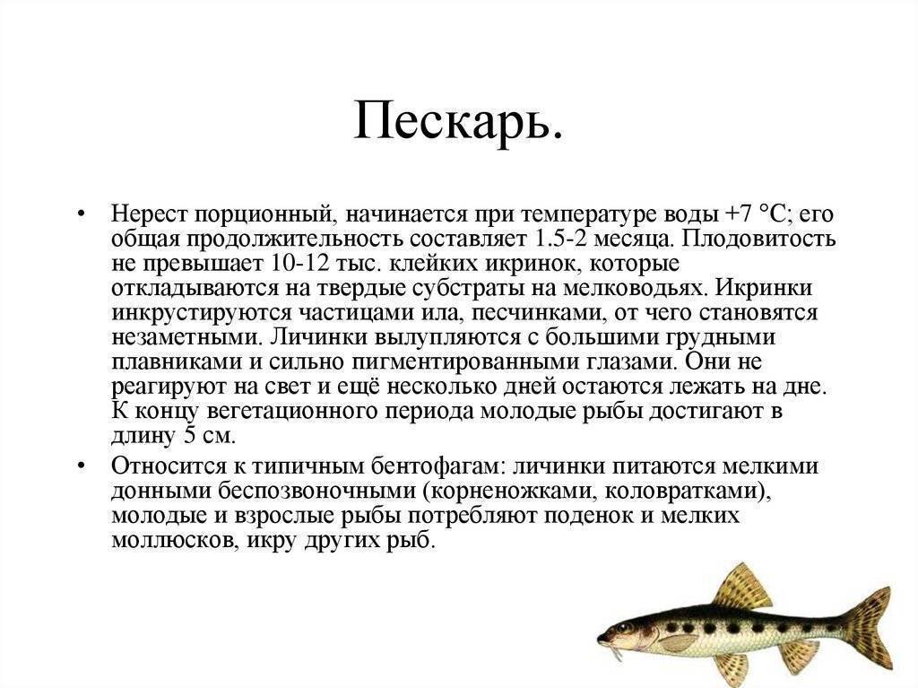 Пескарь