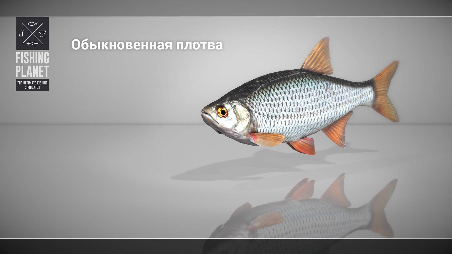 Плотва (рыба). фото и описание. видео | все о плотве