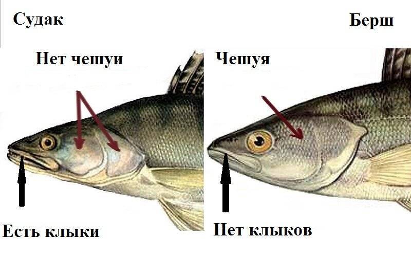 Судак и берш: отличия, внешний вид и образ жизни рыбы, ареал и повадки