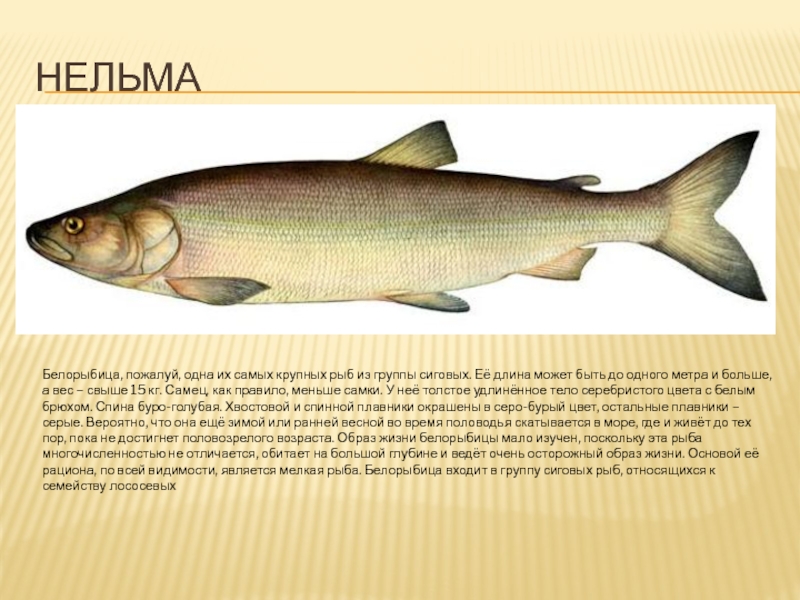 Мальма фото и описание – каталог рыб, смотреть онлайн