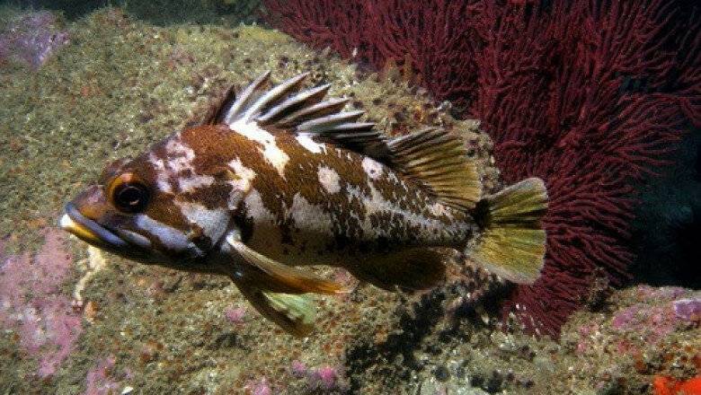 Окунь солнечный скальный фото и описание – каталог рыб, смотреть онлайн