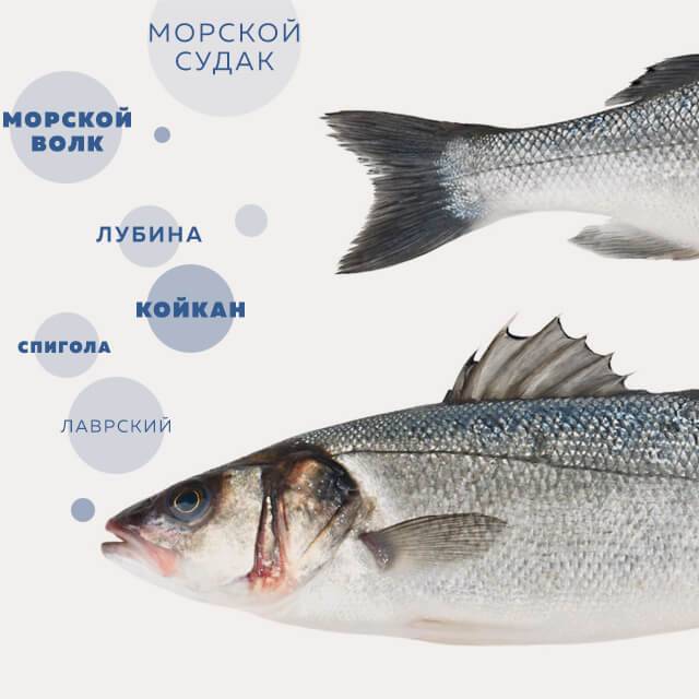Рыба сибас: польза и вред, где водится, химический состав, сколько калорий, можно ли детям