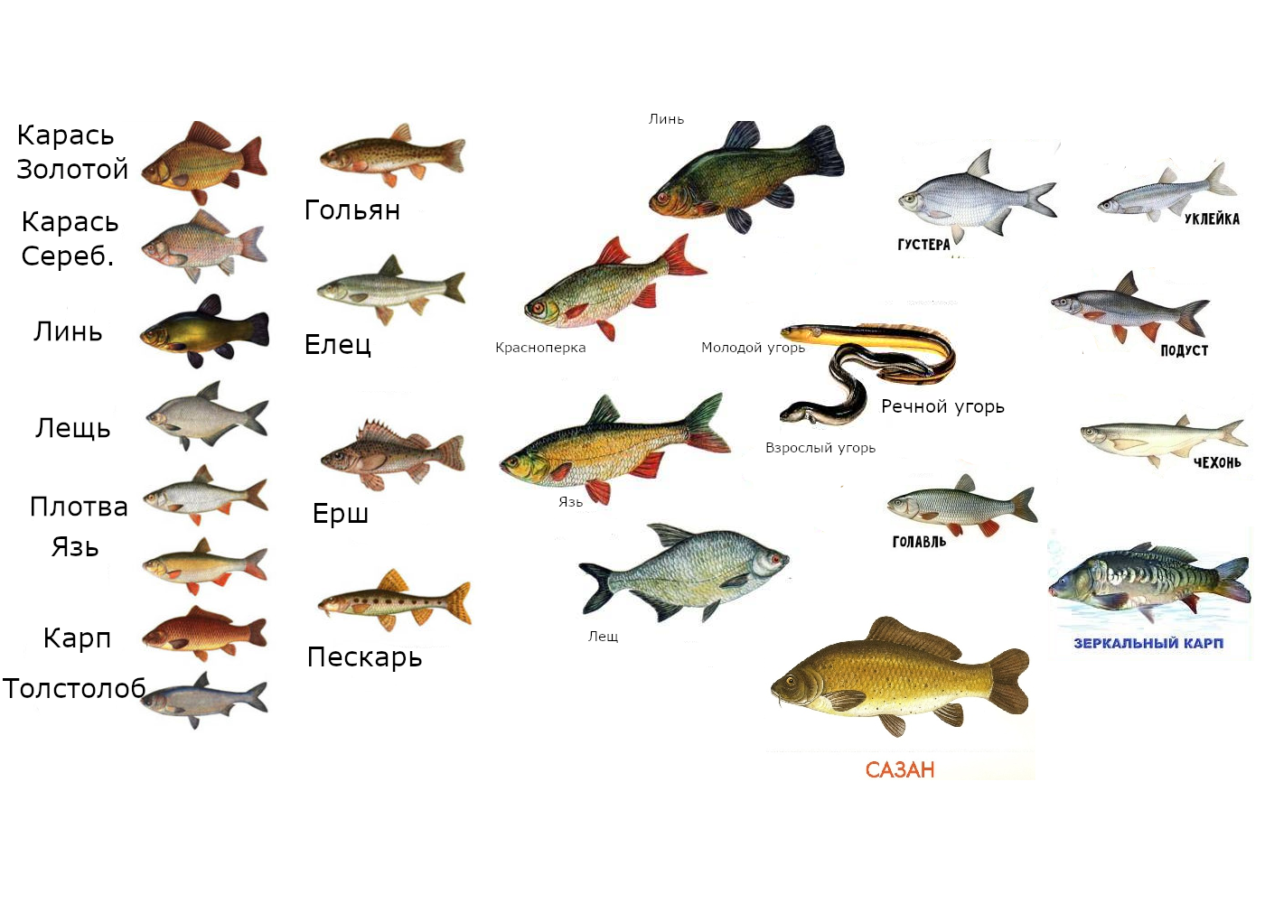 Список самых полезных и недорогих видов рыбы: речные и морские представители