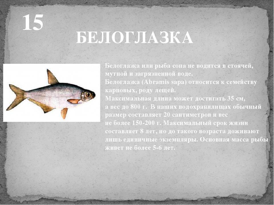 Белоглазка