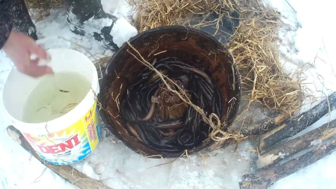 Ловля вьюна летом ловушкой