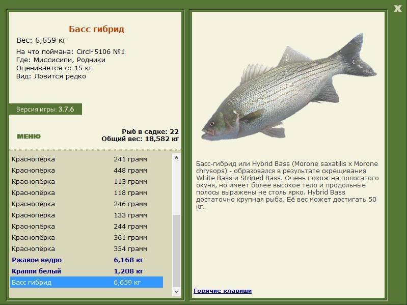 Рыба «басс большеротый» фото и описание