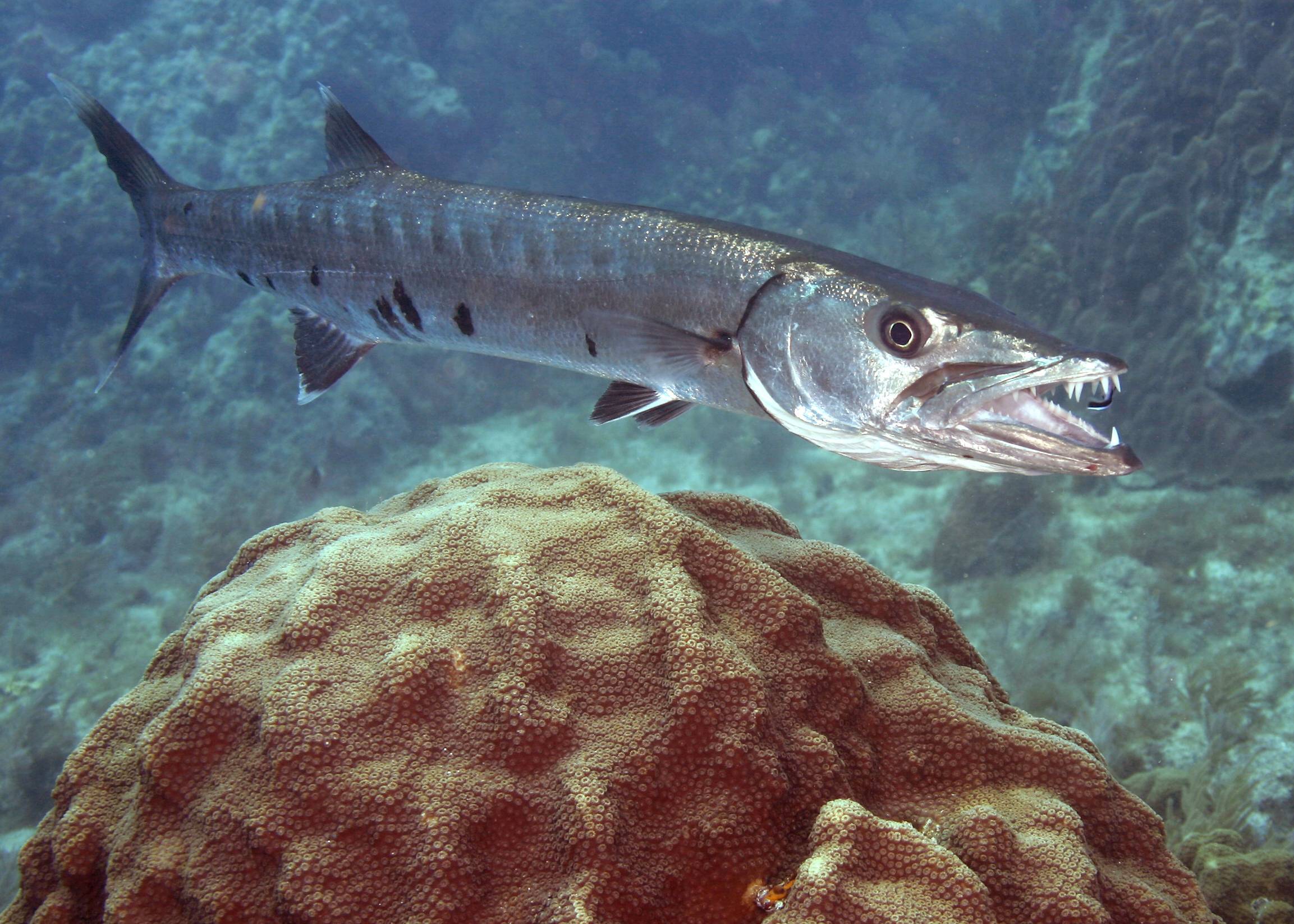 Рыба барракуда: образ жизни и промысловая ценность