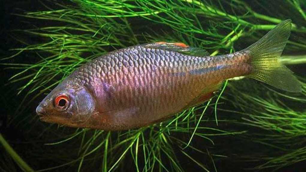 Рыба горчак (синявка) — фото и описание, повадки, нерест, ловля