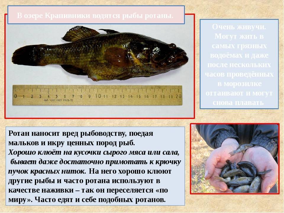 Рыба ротан съедобная или нет?