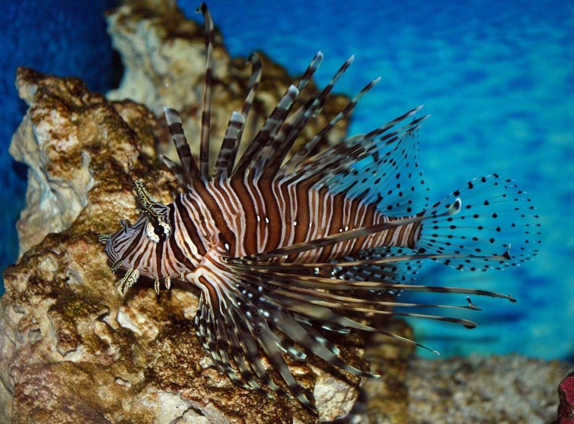 Рыбы красного моря – фото с названиями и описанием