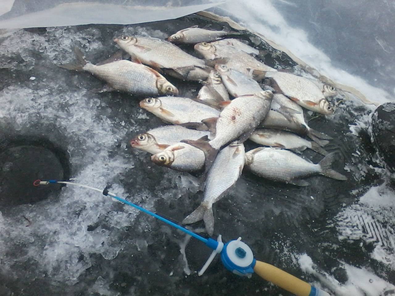 Ловля плотвы в марте - читайте на сatcher.fish
