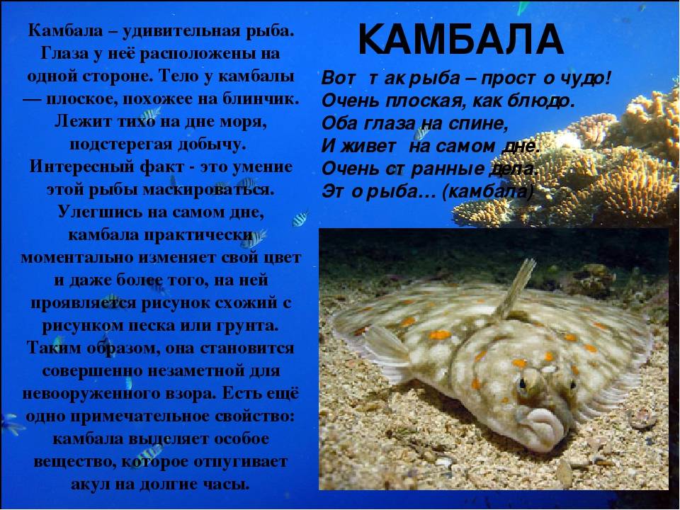 Луна в рыбах - дни рыб