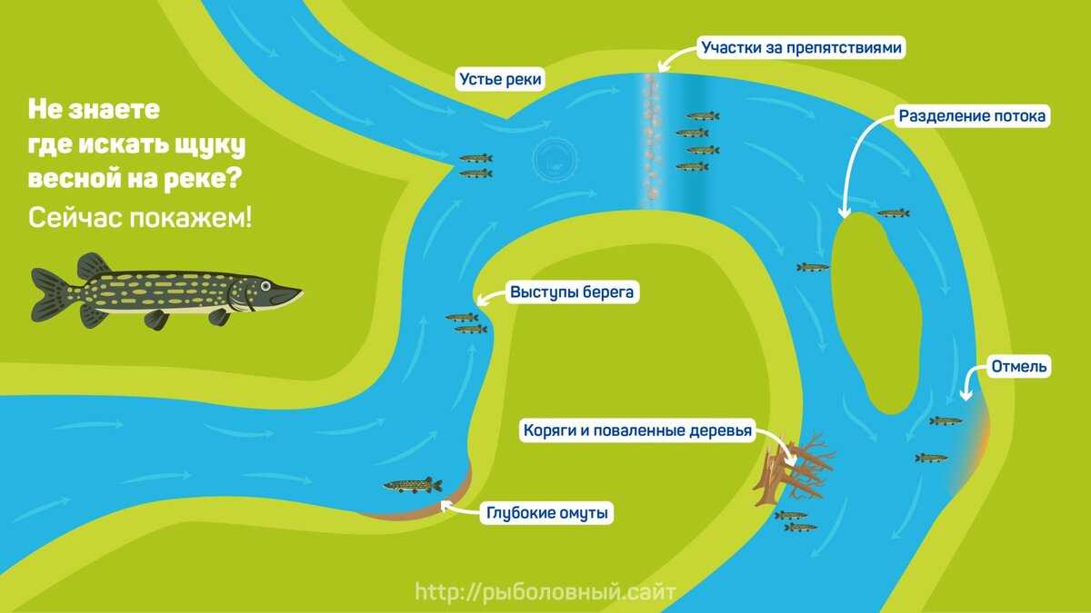 Как правильно ловить сома на донку? - суперулов - интернет-портал о рыбалке