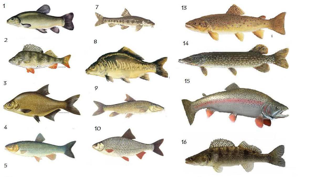 Речная рыба без костей: самые вкусные рыбы, список названий (+отзывы)