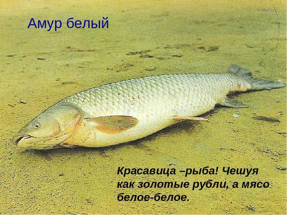 Амур белый: как выглядит представитель семейства карповых, чем питается, среда обитания рыбы