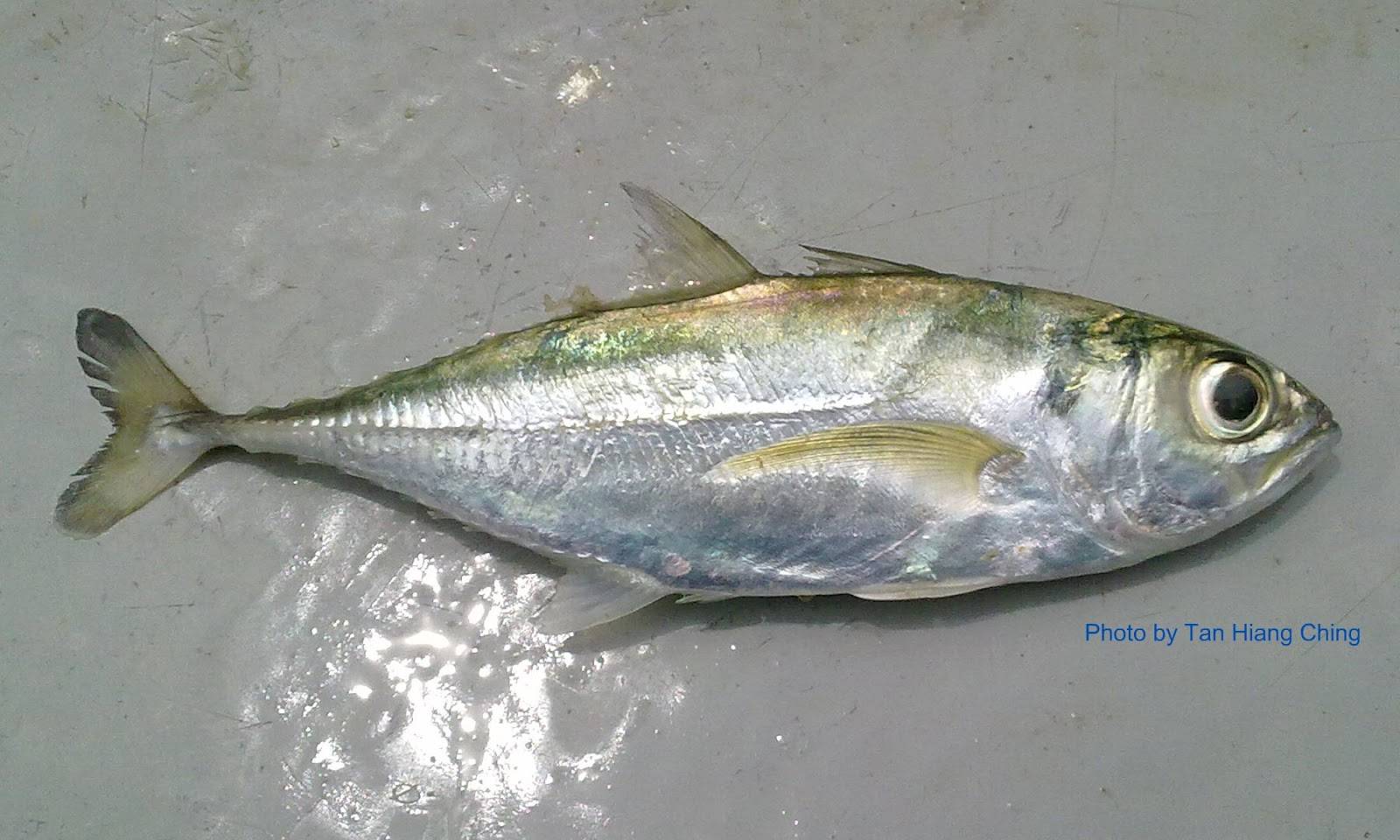Басс пятнистый фото и описание – каталог рыб, смотреть онлайн