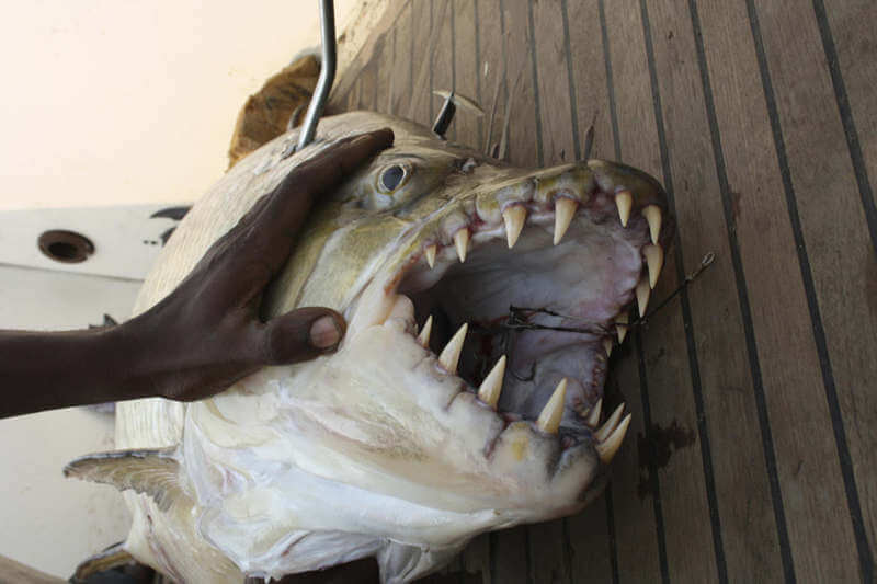 Сообщества › это интересно знать… › блог › рыба голиаф — тигр живущий в реке конго