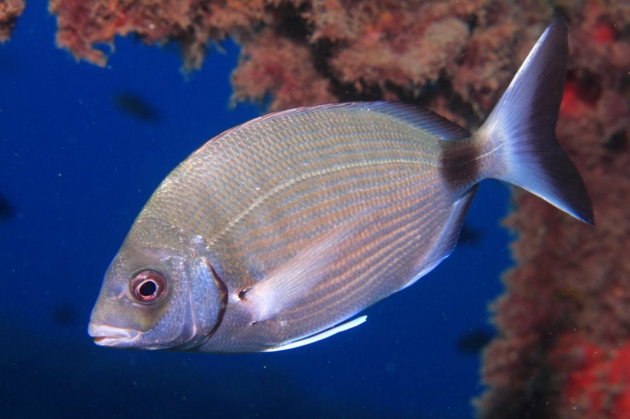 Спар белый фото и описание – каталог рыб, смотреть онлайн