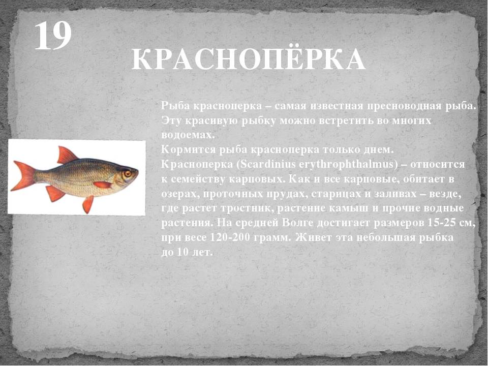Рыба красноперка- все красноперке. как и когда ловить.