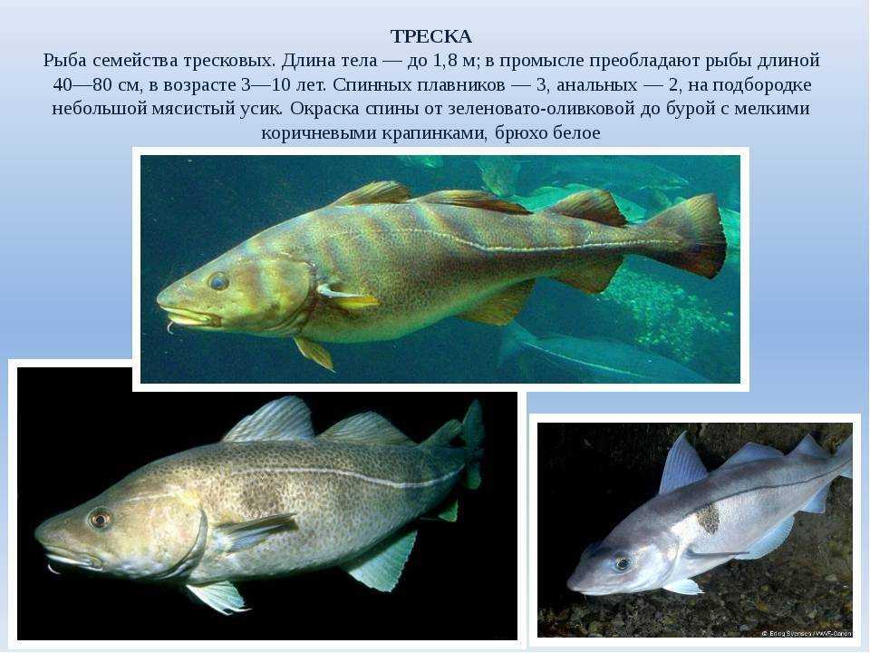 Рыба семейства тресковых, список тресковых пород рыб