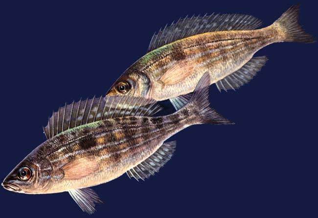 Рыба «морской окунь темный» фото и описание