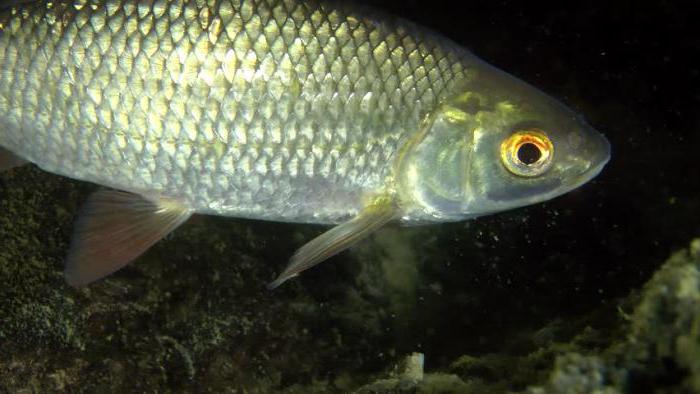 Плотва красная фото и описание – каталог рыб, смотреть онлайн