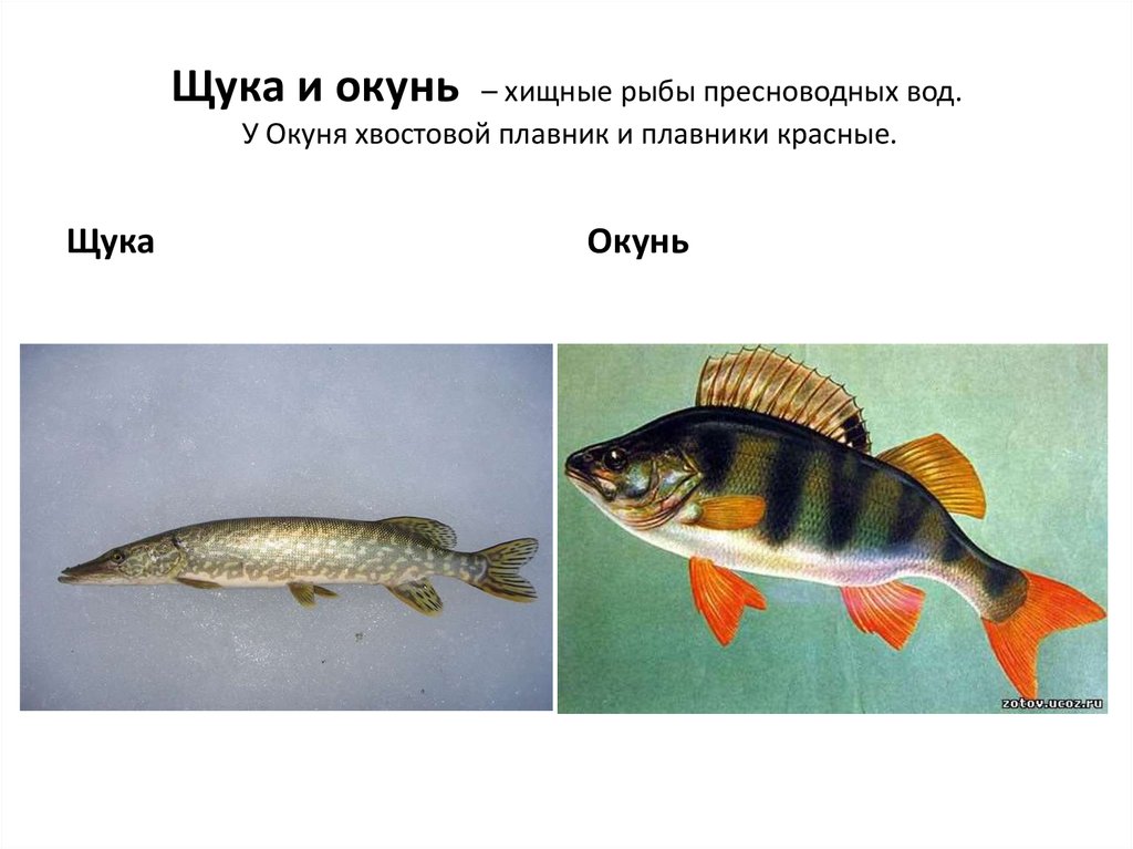 Речной окунь