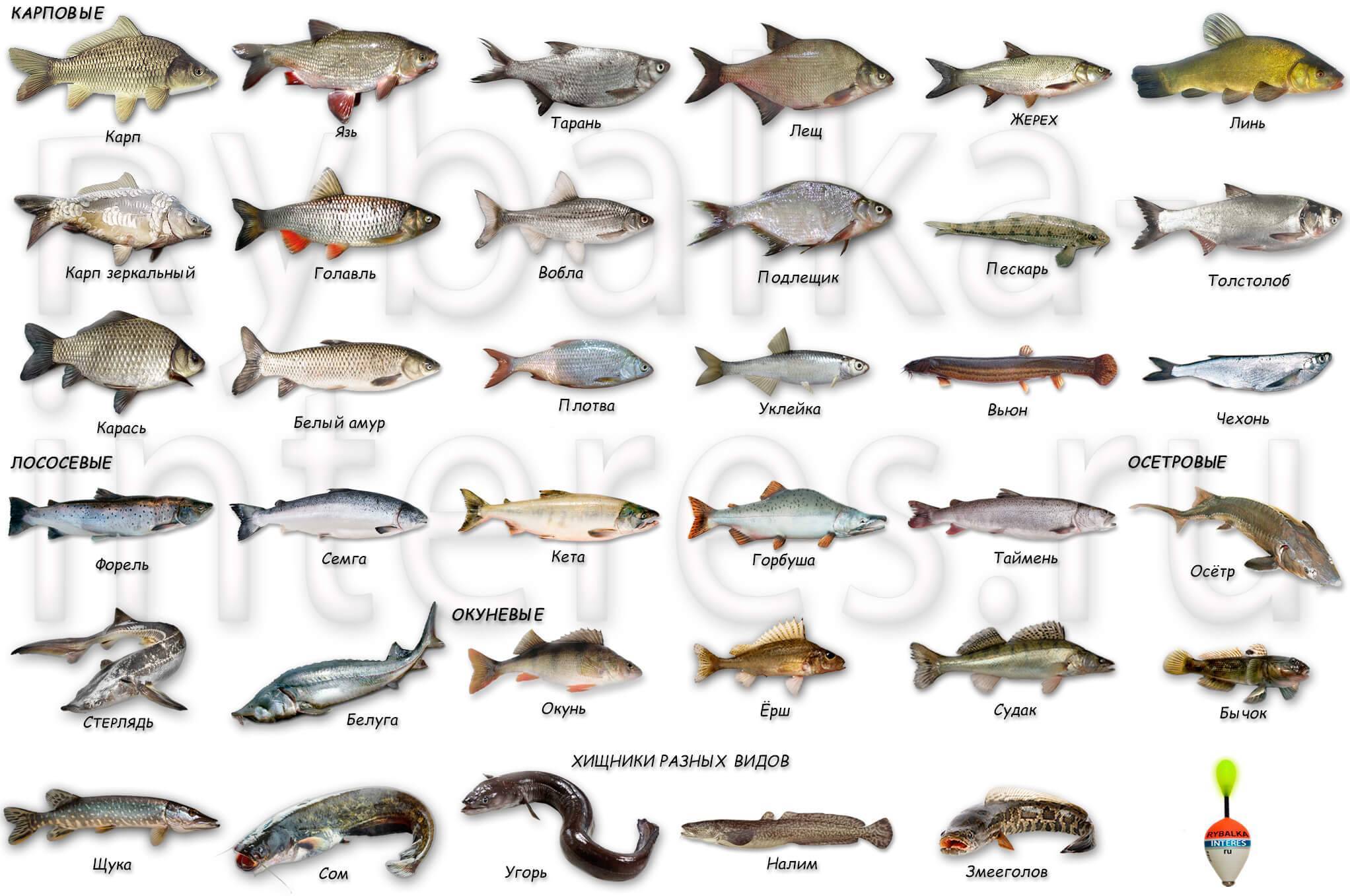 Список речной рыбы, виды и их описание, названия с фото, речная рыба без костей - рыболову