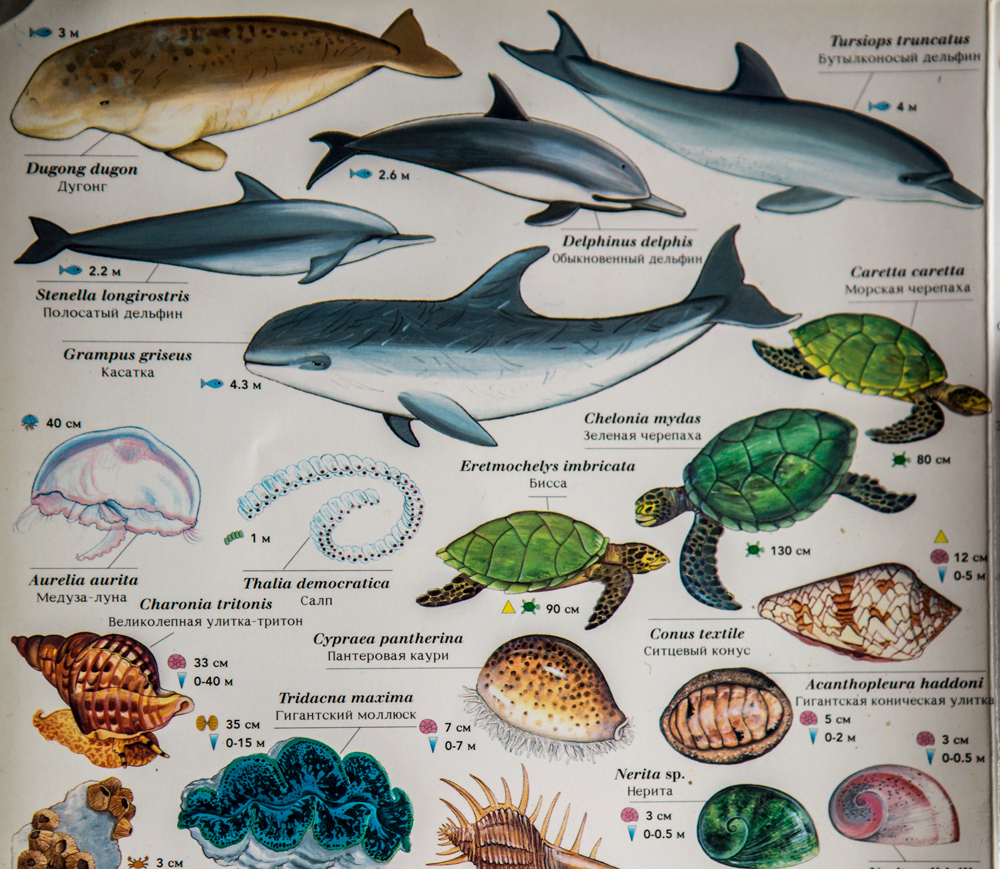 Подводный мир красного моря — рыбы, рифы, животные и другие обитатели